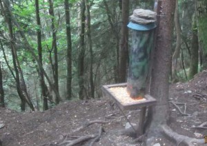 Apre la caccia. Spuntano le mangiatoie fuori norma
