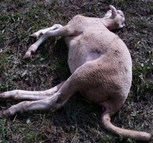 Scopri di più sull'articolo Siamo proprio sicuri che le pecore morte in Bondone siano vittime dell’orso?